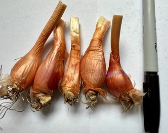 onion live