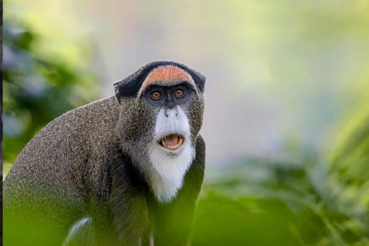 monkey xtc pill