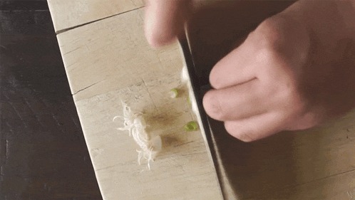 onions link