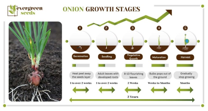 onion seiten 2023
