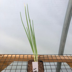 onion live links
