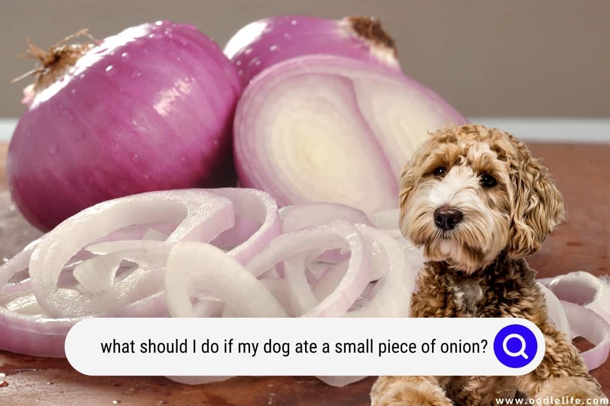 onions dark web