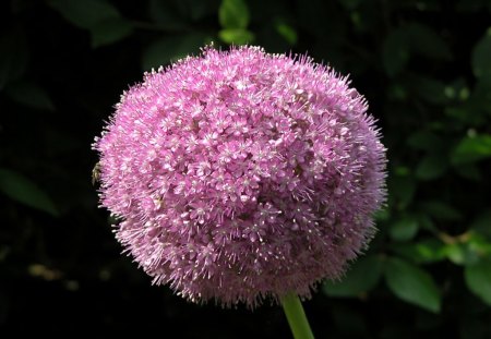 nexus onion