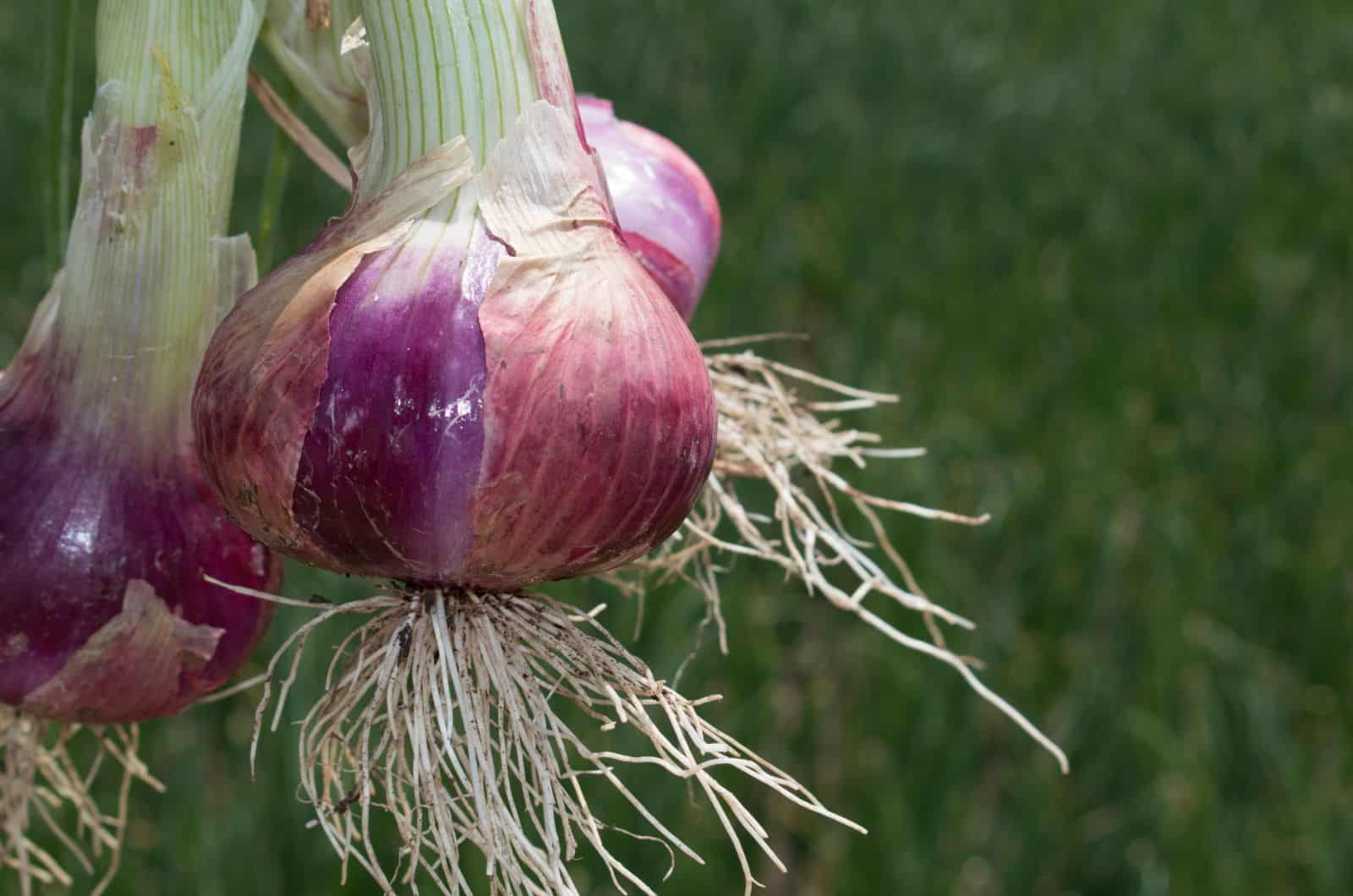 onion linkek